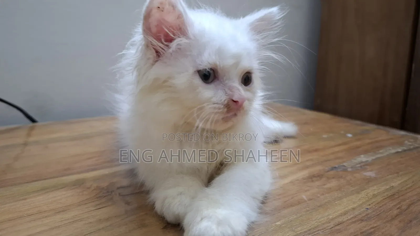 1-3 months Female Purebred Persian