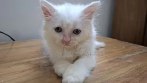 1-3 months Female Purebred Persian