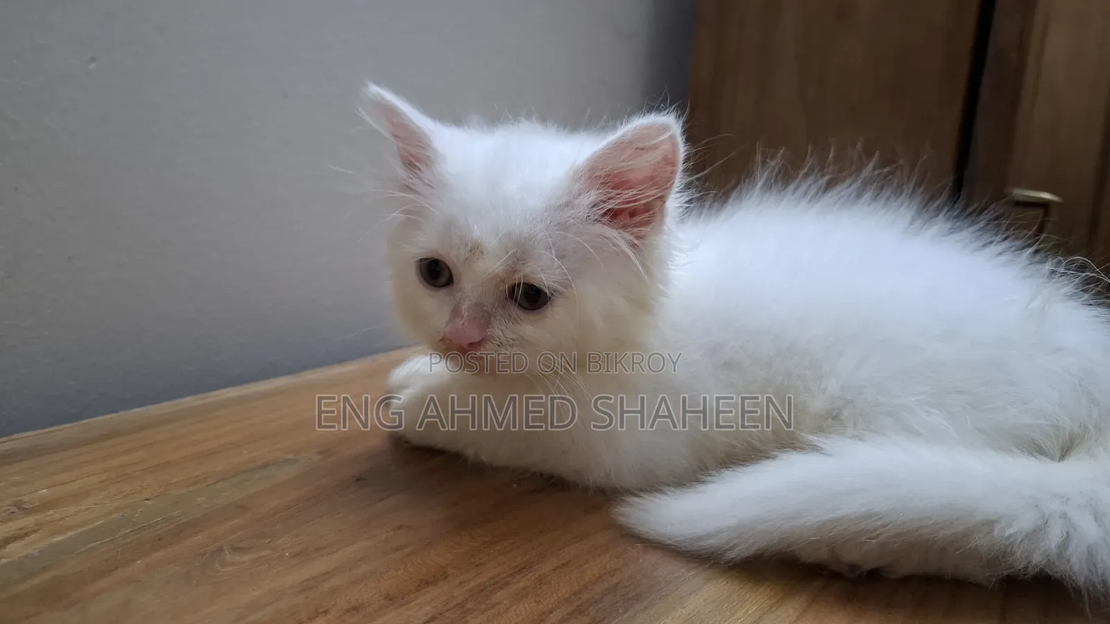 1-3 months Female Purebred Persian