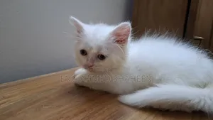 1-3 months Female Purebred Persian