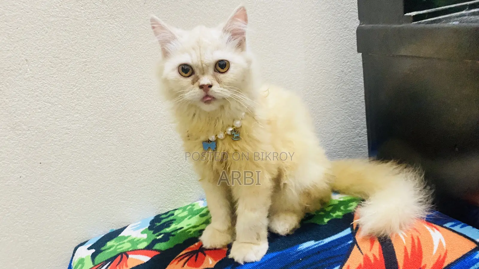 6-12 months Male Purebred Persian Cat