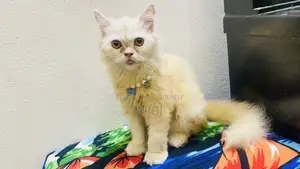 6-12 months Male Purebred Persian Cat