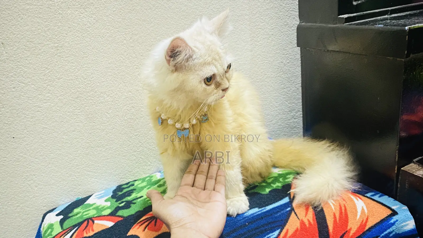 6-12 months Male Purebred Persian Cat