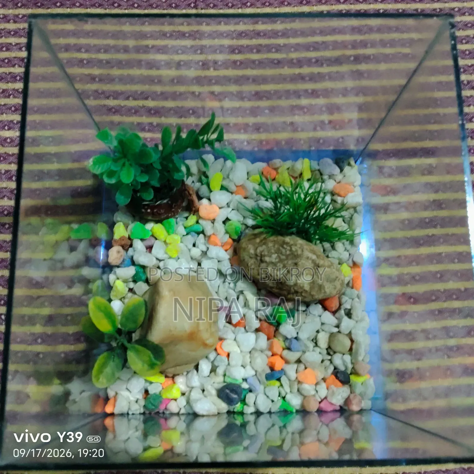 চাইনা হাউস অ্যাকোয়ারিয়াম