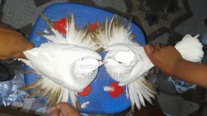 Indian Lotan Pair 10 Feathers