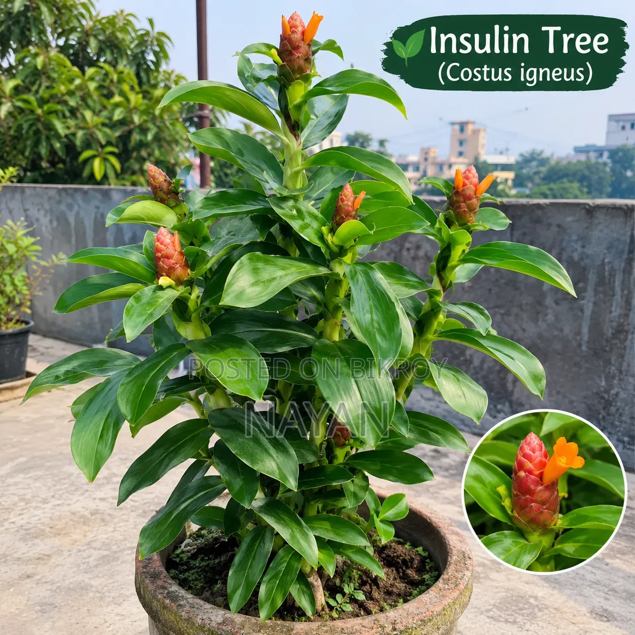 This is an Insulin plant,