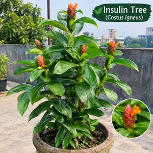 This is an Insulin plant,