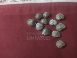কমন সি শেলস ডেকোরেশন ১৫ পিস