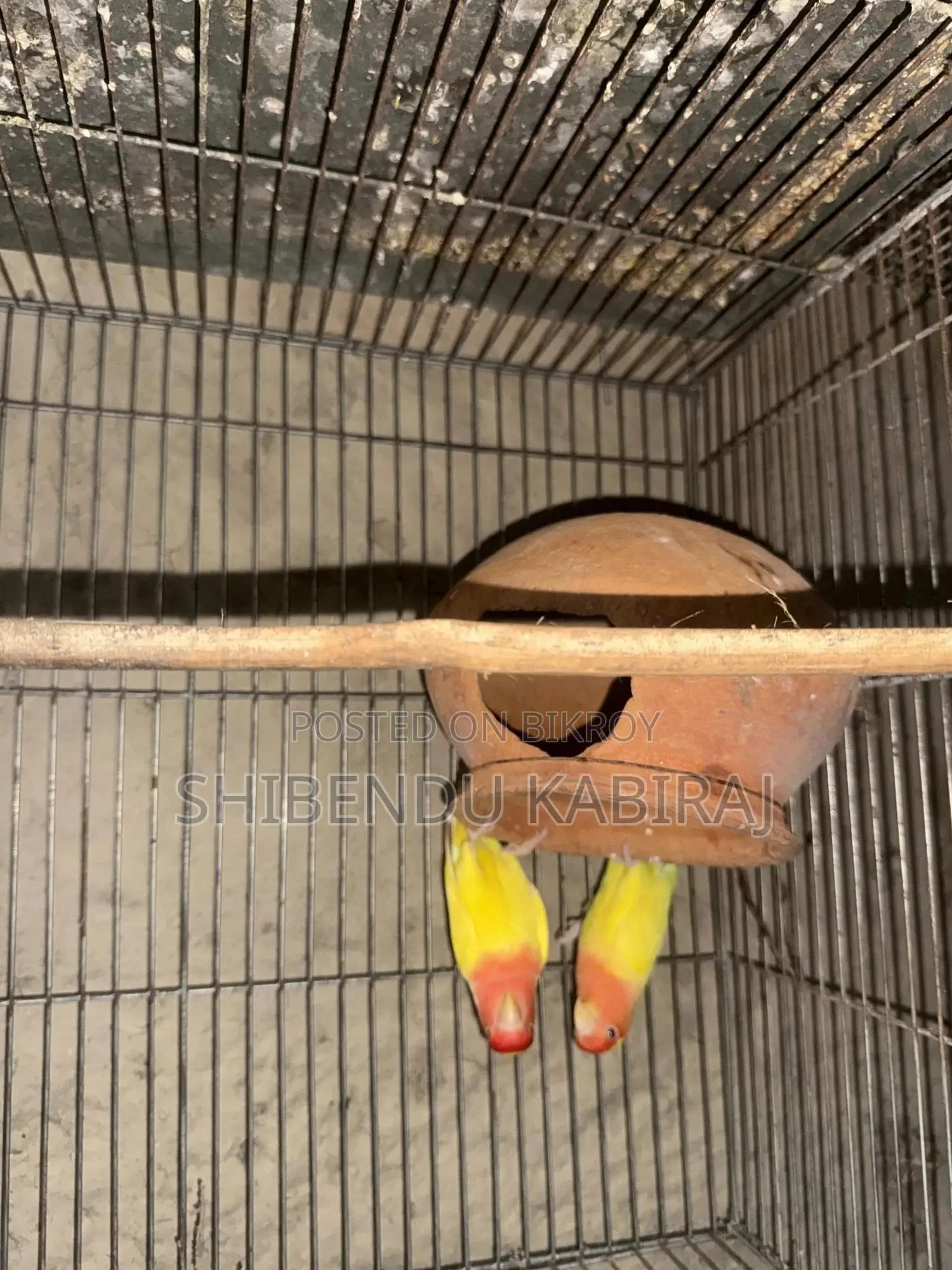 Cockatiel and Lovebird Sale