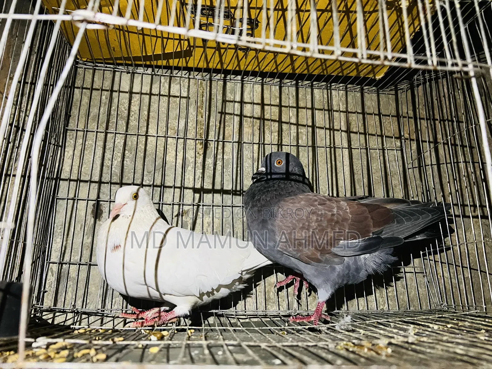 Local Pigeon