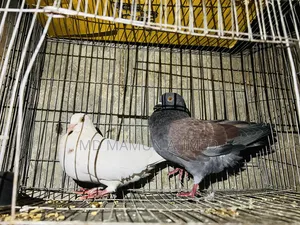 দেশি কবুতর