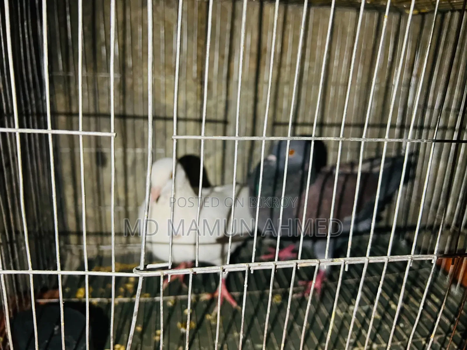 Local Pigeon