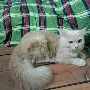 3-6 months Male Mixed Breed Persian