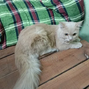 3-6 months Male Mixed Breed Persian