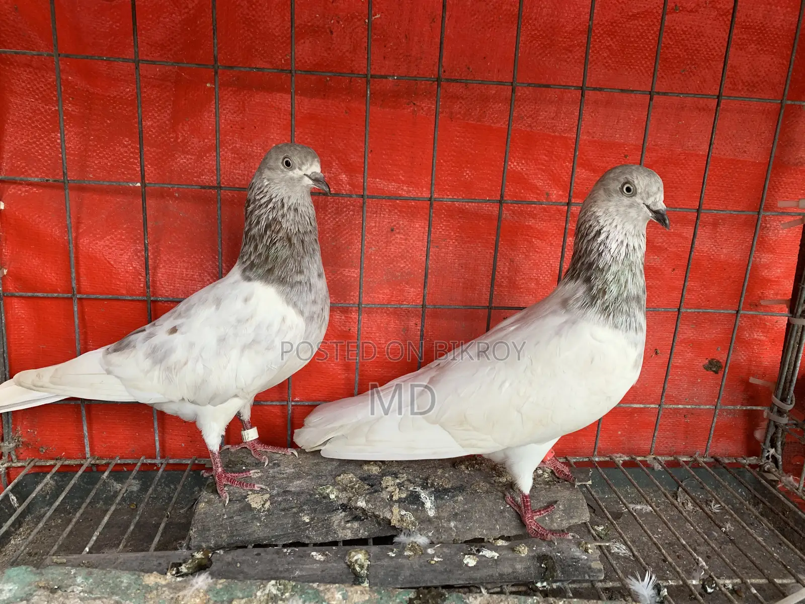 বেনারস কবুতর