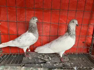 বেনারস কবুতর