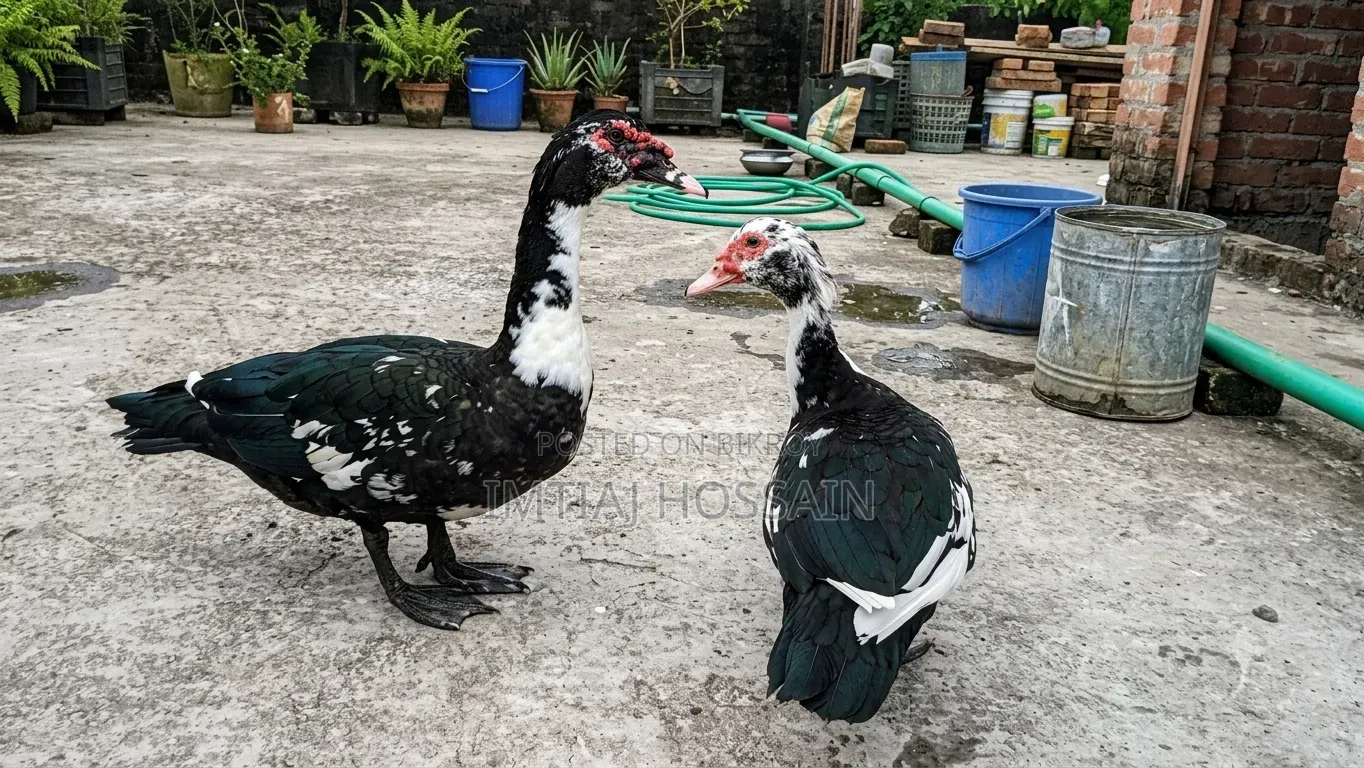 Chinese Duck for Sale