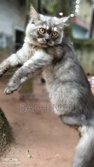 3-6 months Male Purebred Persian