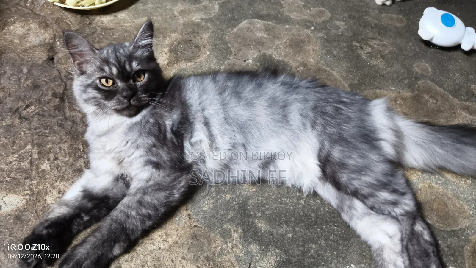3-6 months Male Purebred Persian