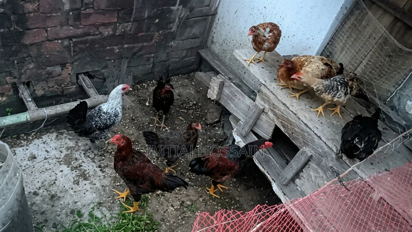 Home-reared Local Chicken