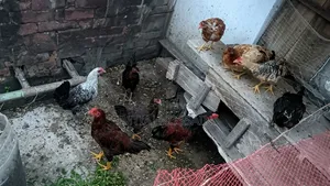 Home-reared Local Chicken