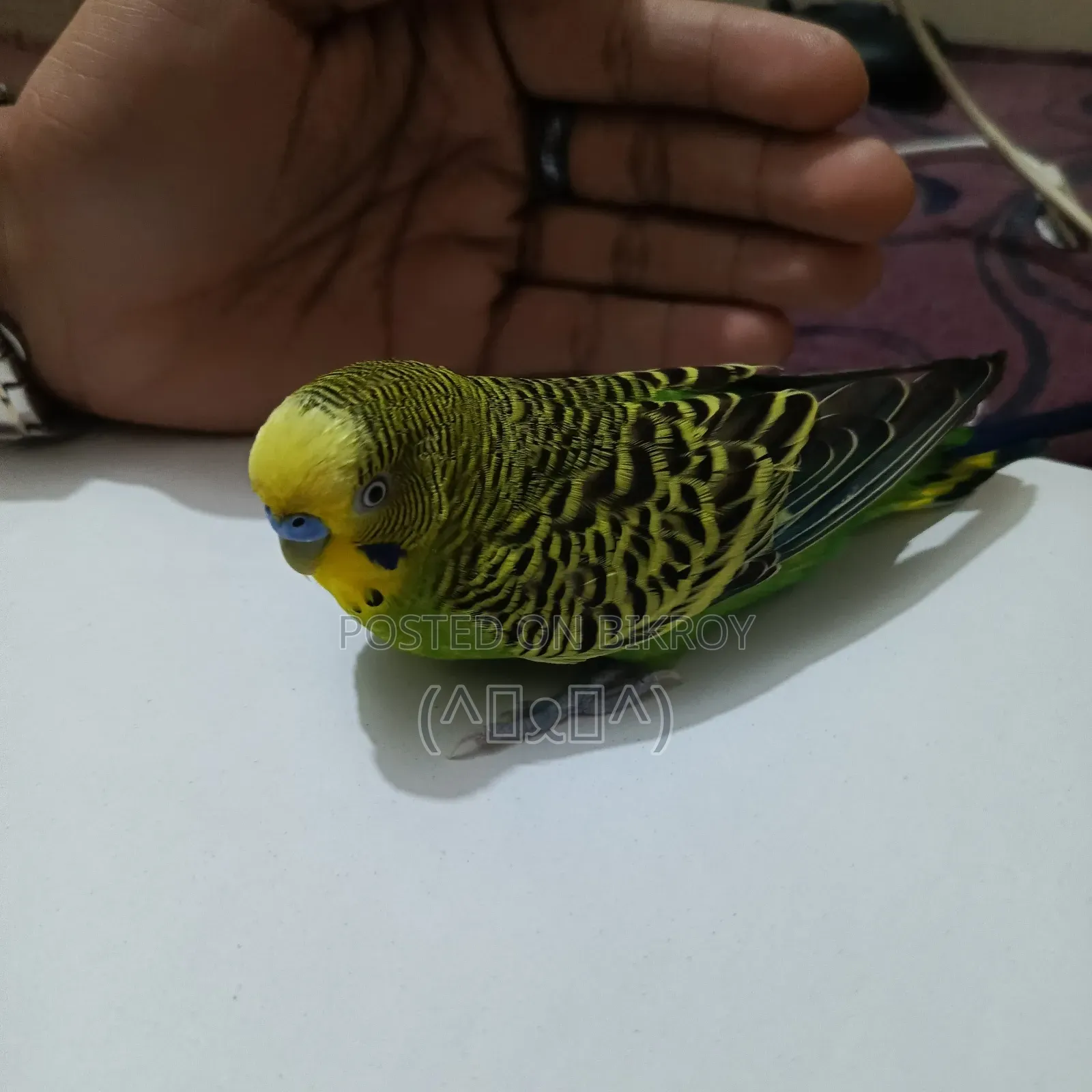 Budgerigar Bird