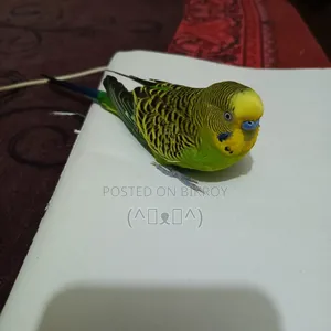 Budgerigar Bird