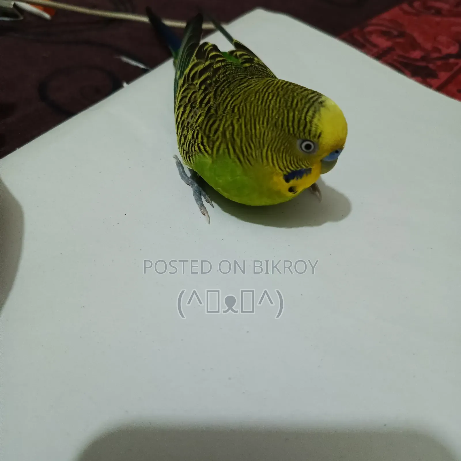 Budgerigar Bird