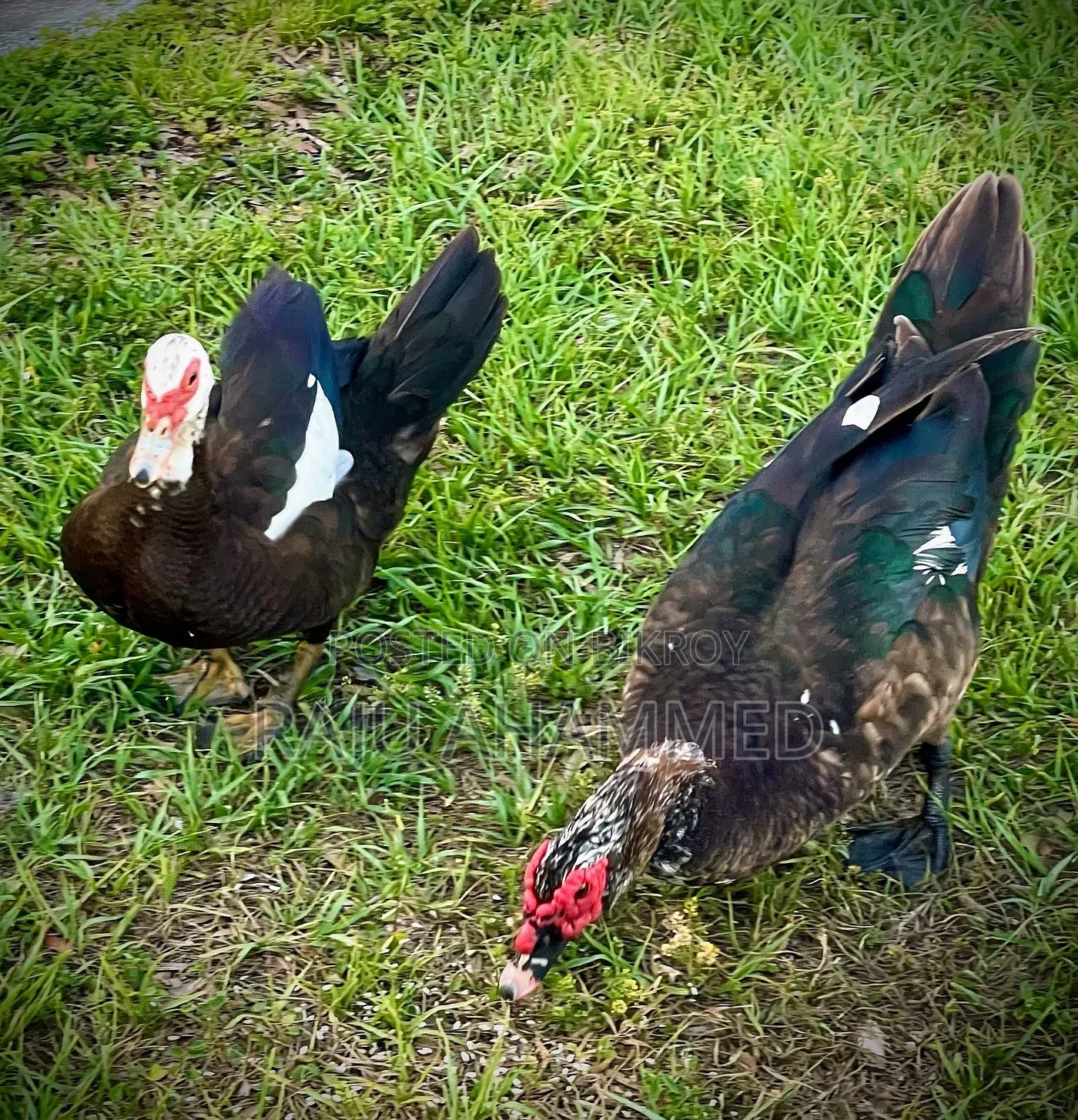 Muscovy Duck, Chini Has