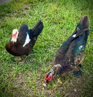 Muscovy Duck, Chini Has