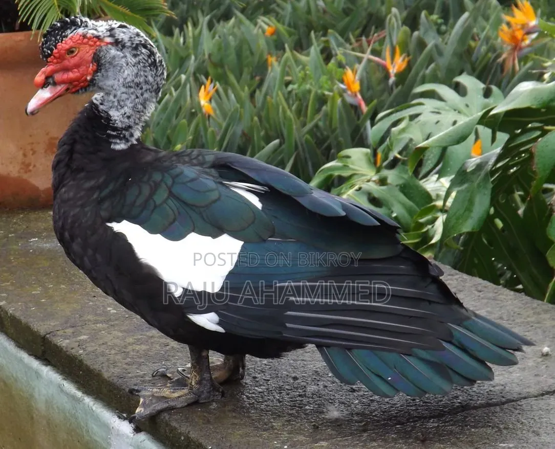 Muscovy Duck, Chini Has