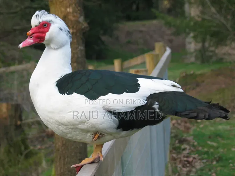 Muscovy Duck, Chini Has