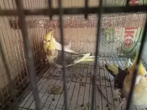 Cockatiel Bird