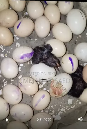 Deshi Chicken Chicks