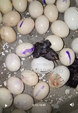 Deshi Chicken Chicks