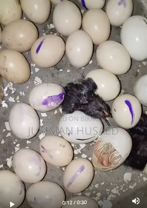Deshi Chicken Chicks