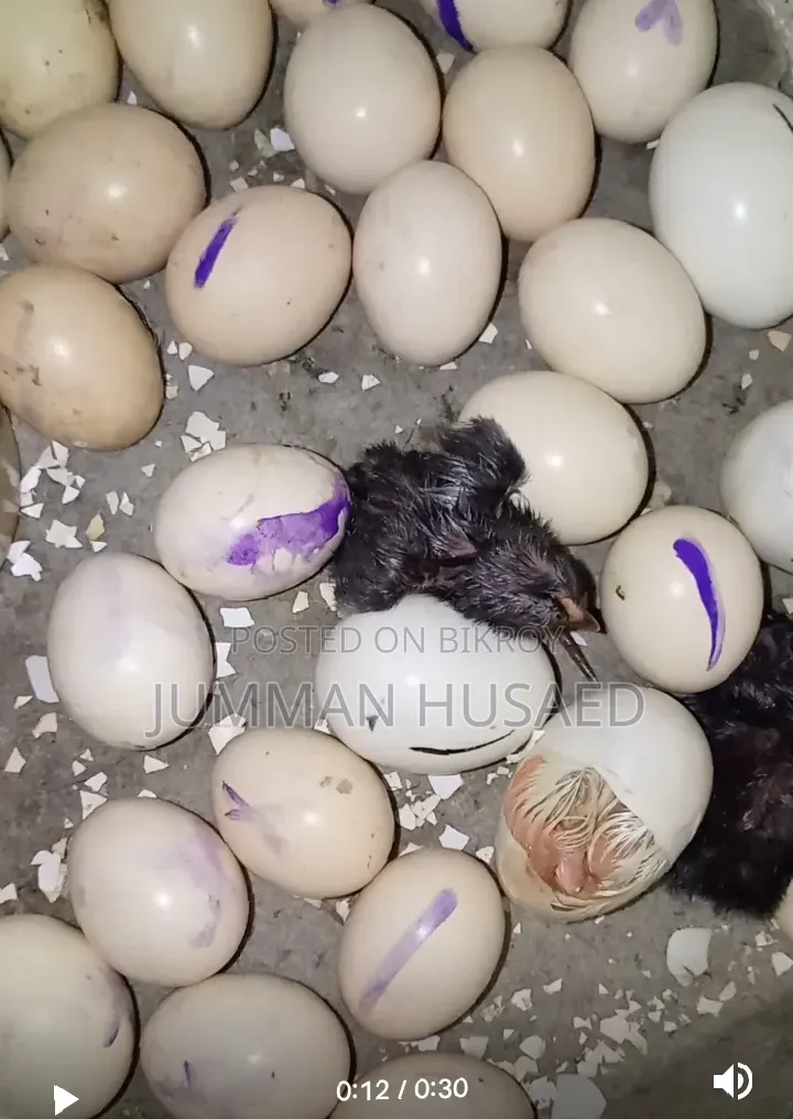 Deshi Chicken Chicks