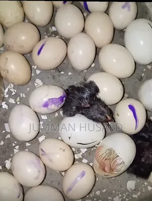 Deshi Chicken Chicks