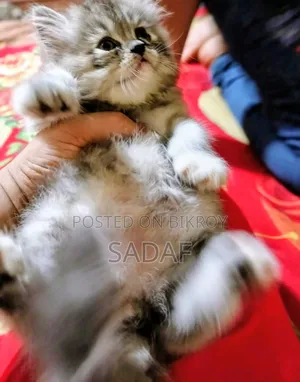 1-3 months Female Purebred Persian