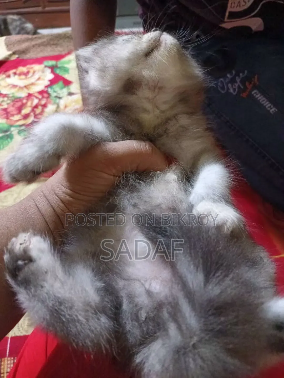 1-3 months Female Purebred Persian