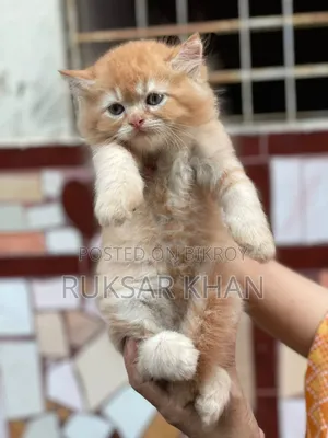 1-3 months Male Purebred Persian
