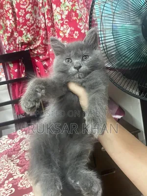 1-3 months Male Purebred Persian