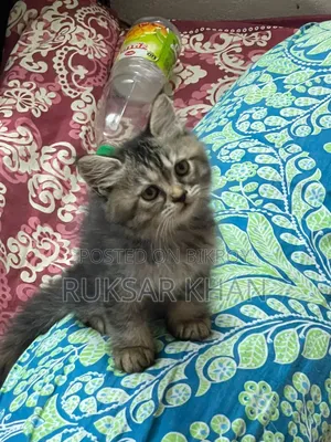 1-3 months Male Purebred Persian