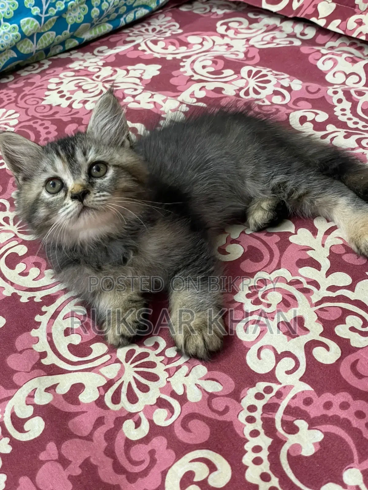 1-3 months Male Purebred Persian