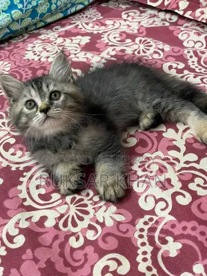 1-3 months Male Purebred Persian