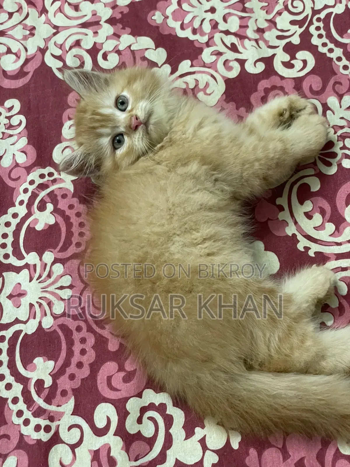 1-3 months Male Purebred Persian