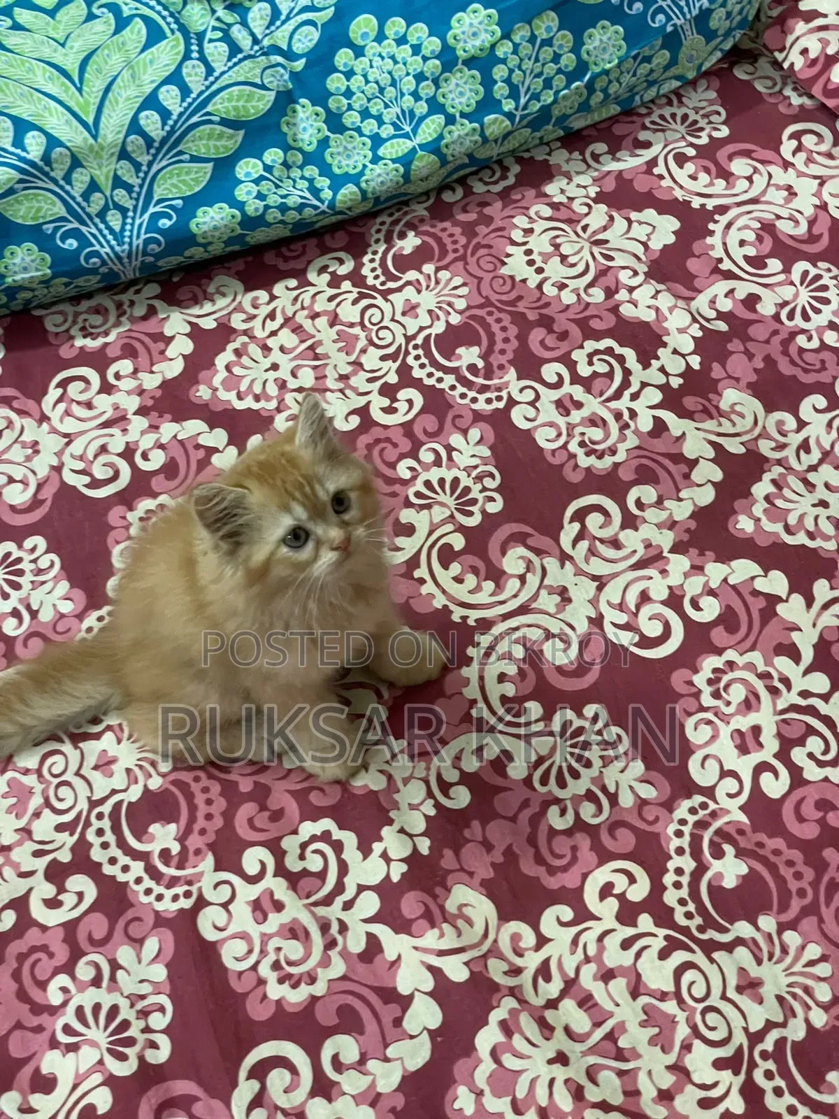 1-3 months Male Purebred Persian