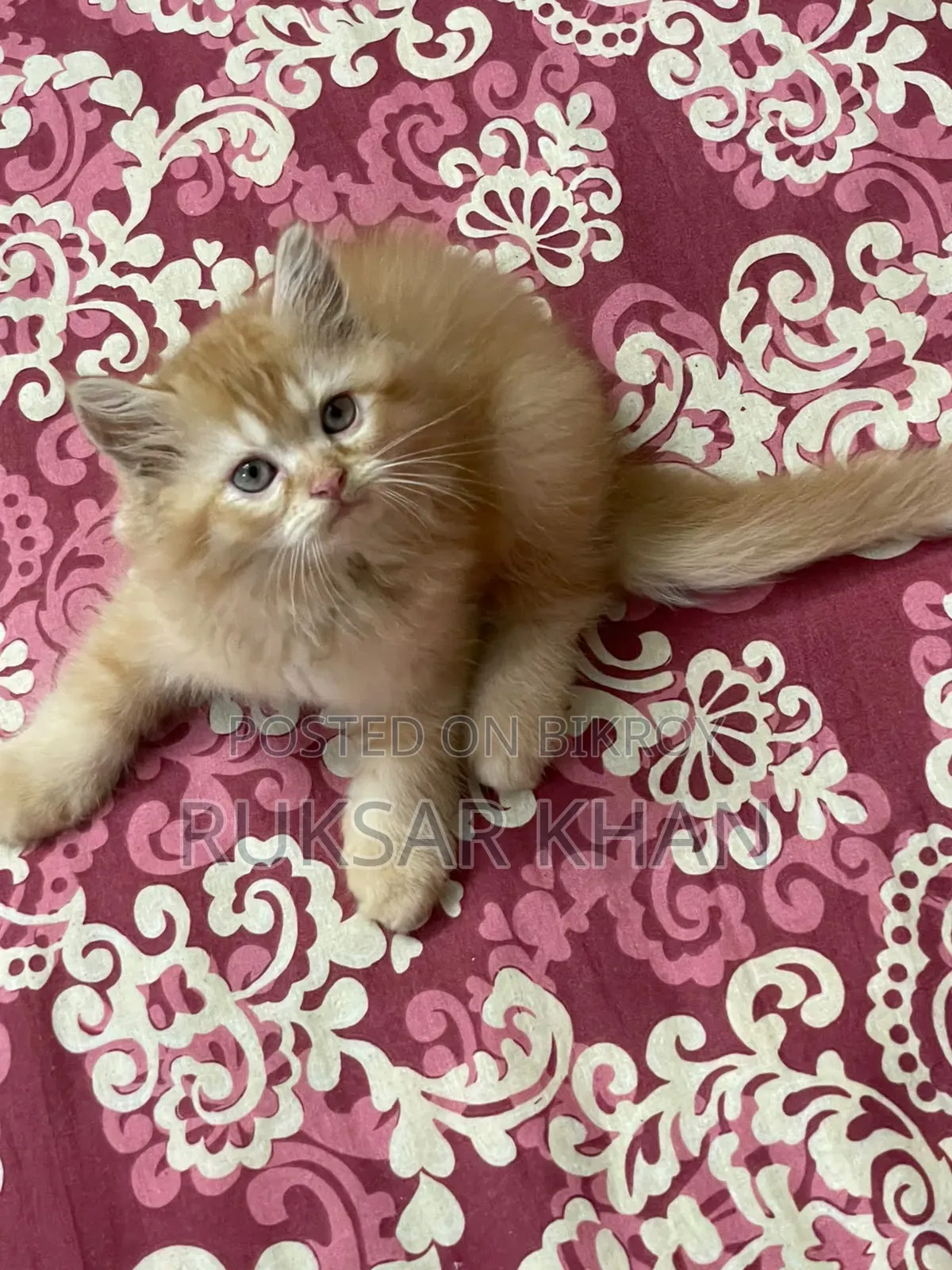 1-3 months Male Purebred Persian