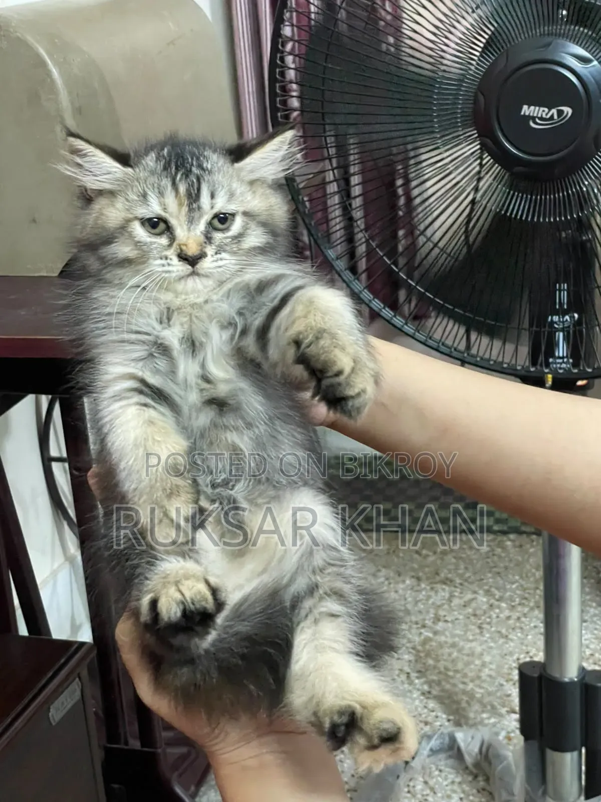1-3 months Male Purebred Persian