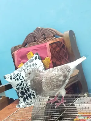 A Racer Male Pigeon